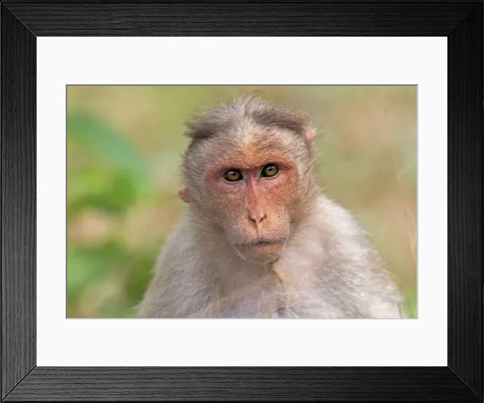 Framed Print : Picture No. 11050781 Framed Print : Picture No. 11050781