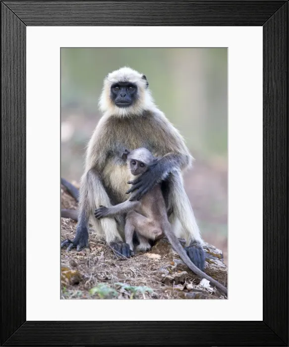 Framed Print : Picture No. 11050783 Framed Print : Picture No. 11050783