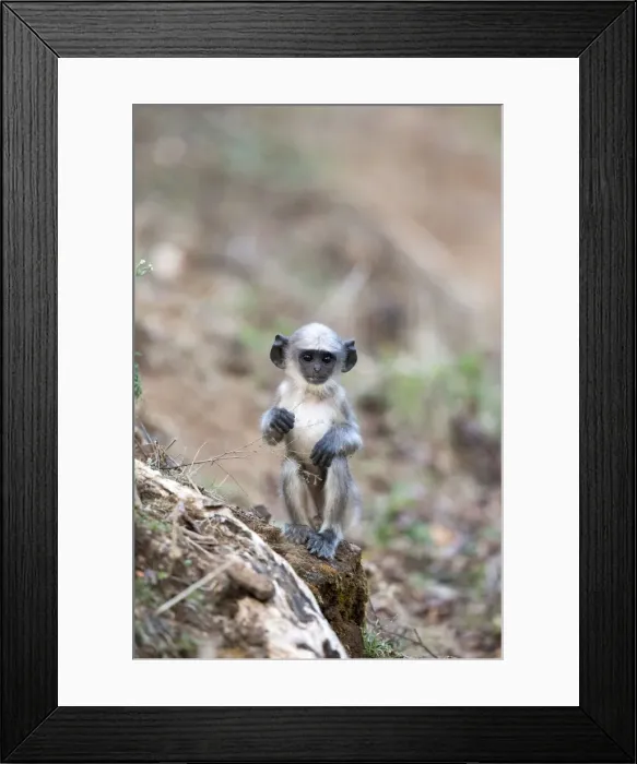 Framed Print : Picture No. 11050784 Framed Print : Picture No. 11050784