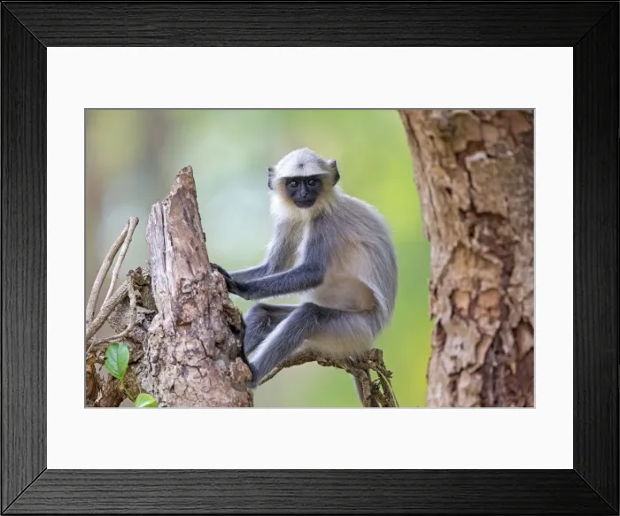 Framed Print : Picture No. 11050785 Framed Print : Picture No. 11050785