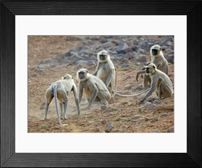 Framed Print : Picture No. 11050786 Framed Print : Picture No. 11050786