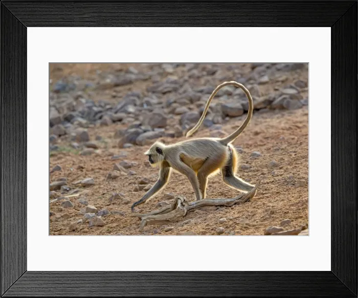 Framed Print : Picture No. 11050787 Framed Print : Picture No. 11050787