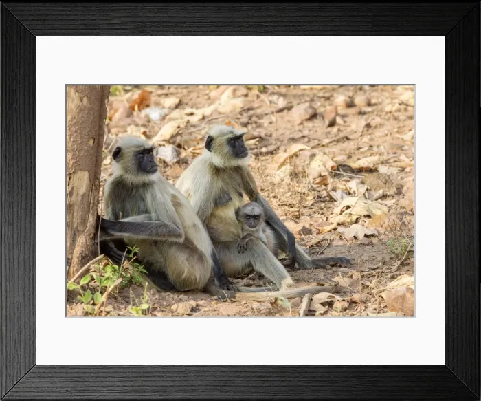 Framed Print : Picture No. 11050788 Framed Print : Picture No. 11050788