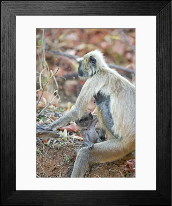 Framed Print : Picture No. 11050789 Framed Print : Picture No. 11050789