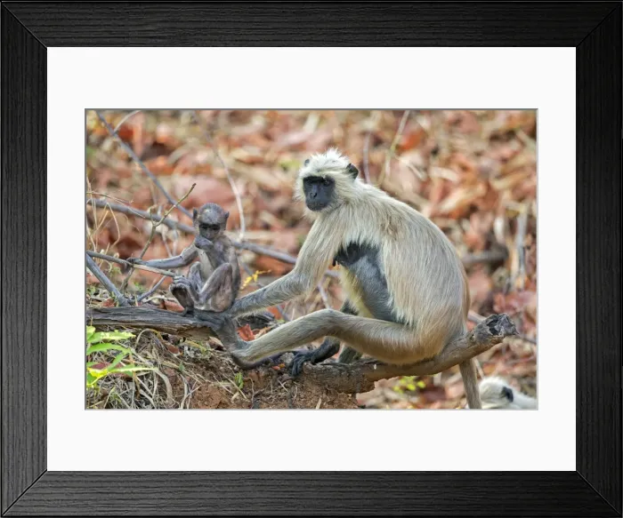 Framed Print : Picture No. 11050790 Framed Print : Picture No. 11050790
