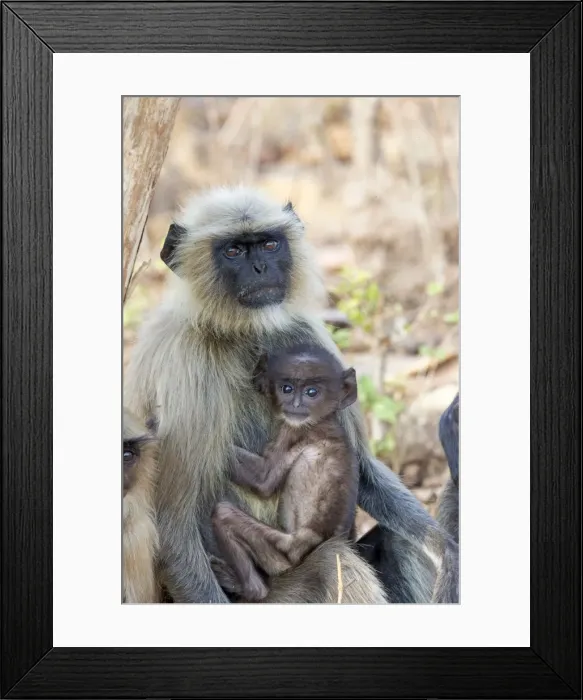 Framed Print : Picture No. 11050791 Framed Print : Picture No. 11050791