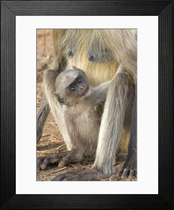 Framed Print : Picture No. 11050792 Framed Print : Picture No. 11050792