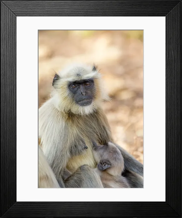 Framed Print : Picture No. 11050793 Framed Print : Picture No. 11050793