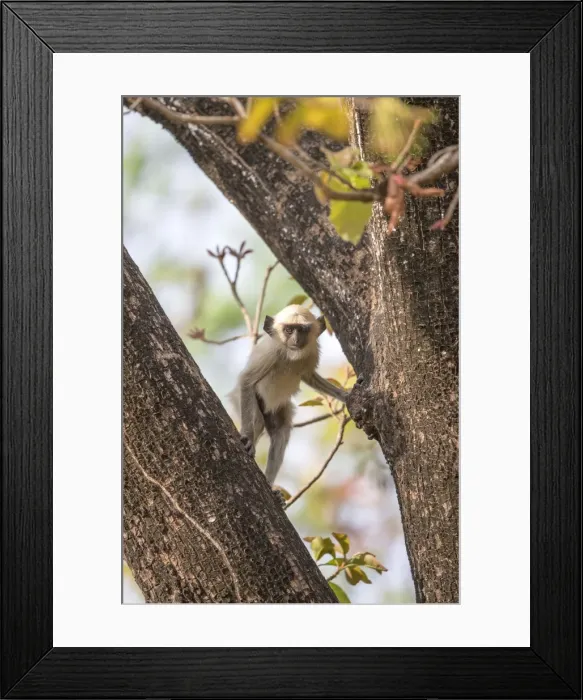 Framed Print : Picture No. 11050794 Framed Print : Picture No. 11050794