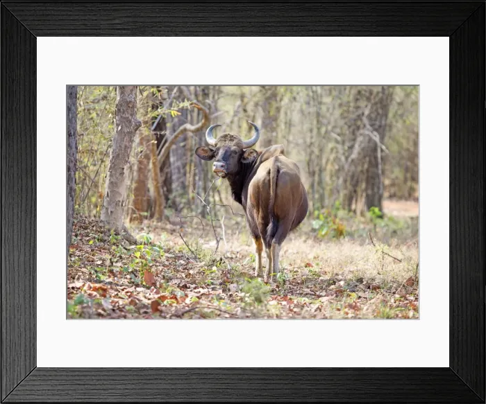 Framed Print : Picture No. 11050796 Framed Print : Picture No. 11050796