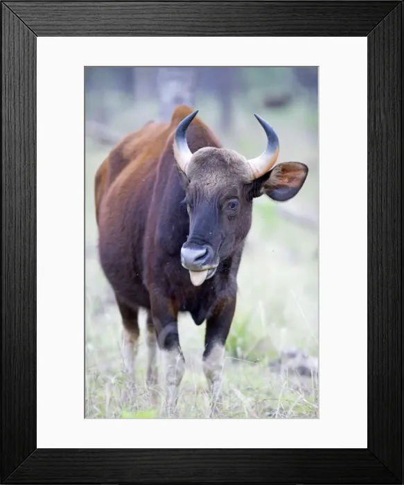 Framed Print : Picture No. 11050797 Framed Print : Picture No. 11050797