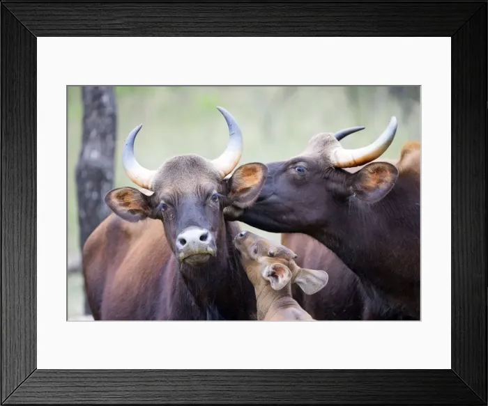 Framed Print : Picture No. 11050798 Framed Print : Picture No. 11050798