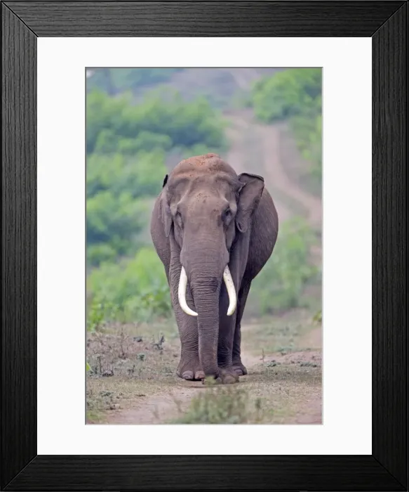 Framed Print : Picture No. 11050799 Framed Print : Picture No. 11050799