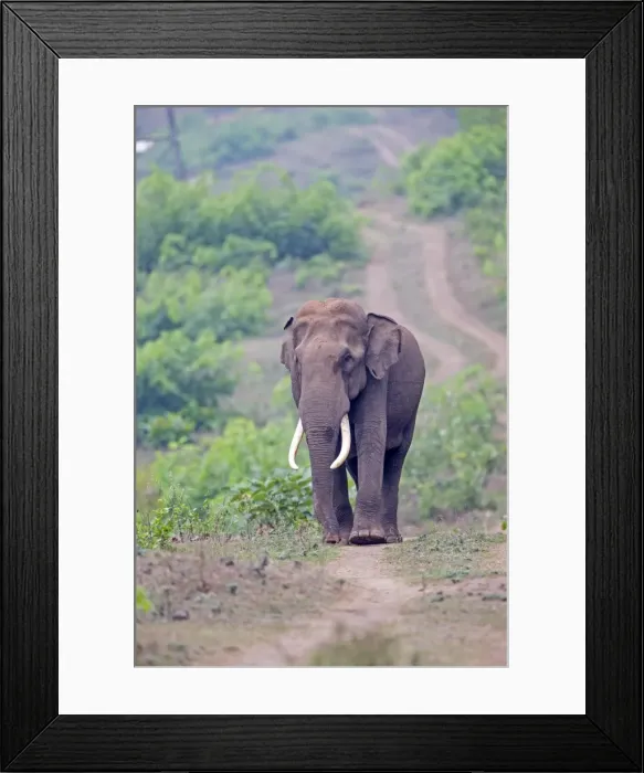 Framed Print : Picture No. 11050800 Framed Print : Picture No. 11050800