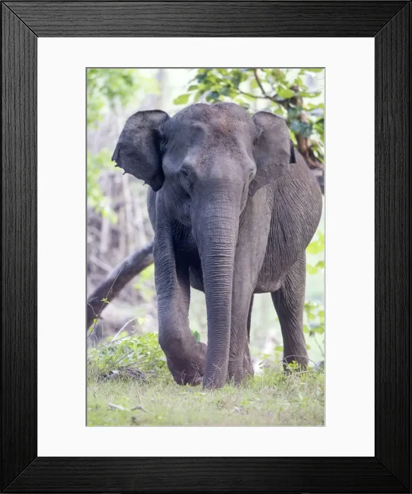 Framed Print : Picture No. 11050801 Framed Print : Picture No. 11050801