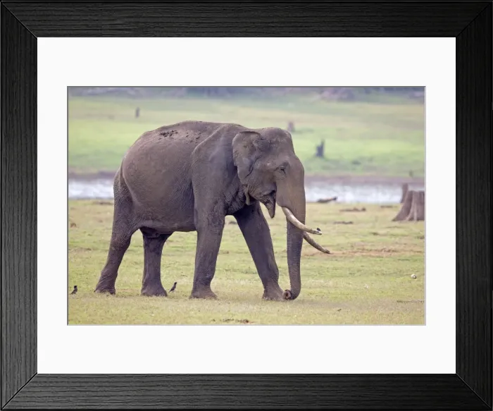 Framed Print : Picture No. 11050802 Framed Print : Picture No. 11050802