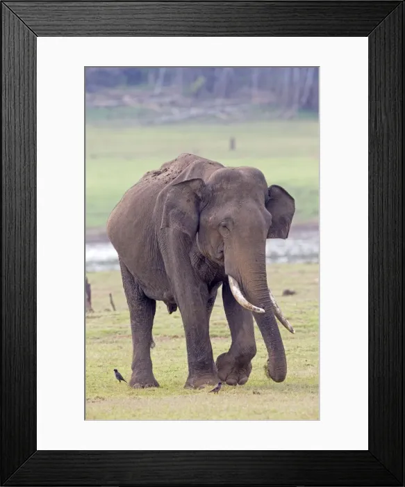 Framed Print : Picture No. 11050803 Framed Print : Picture No. 11050803