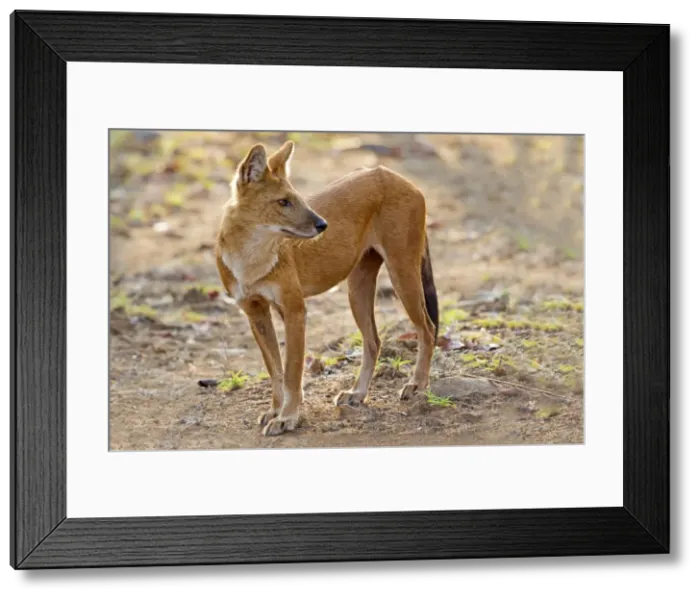 Framed Print : Picture No. 11050806 Framed Print : Picture No. 11050806