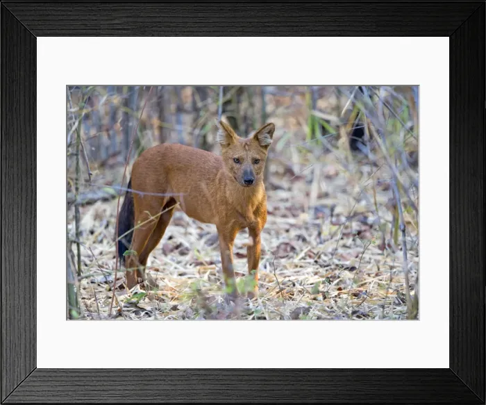 Framed Print : Picture No. 11050807 Framed Print : Picture No. 11050807