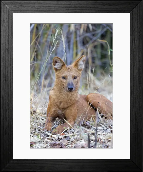 Framed Print : Picture No. 11050808 Framed Print : Picture No. 11050808