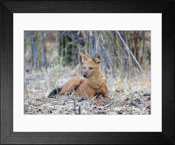 Framed Print : Picture No. 11050809 Framed Print : Picture No. 11050809