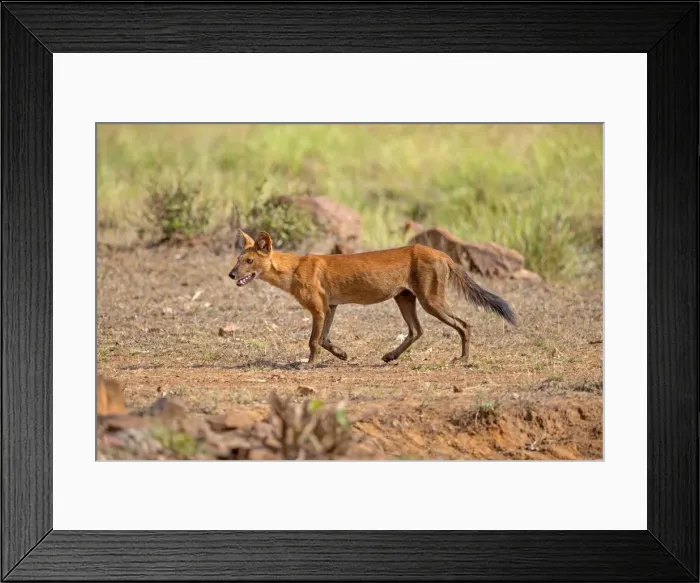 Framed Print : Picture No. 11050810 Framed Print : Picture No. 11050810