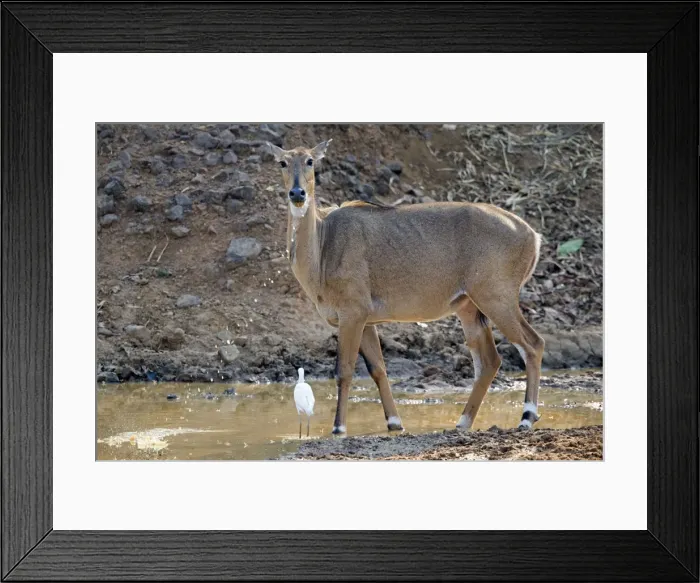 Framed Print : Picture No. 11050812 Framed Print : Picture No. 11050812