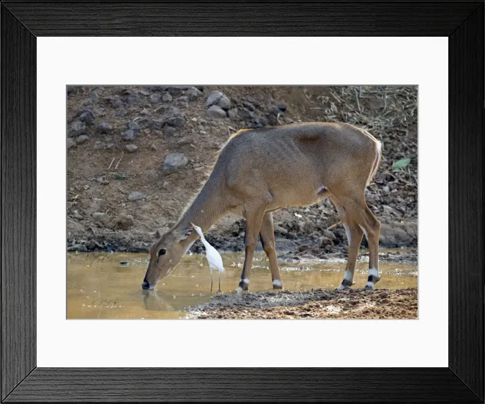 Framed Print : Picture No. 11050813 Framed Print : Picture No. 11050813