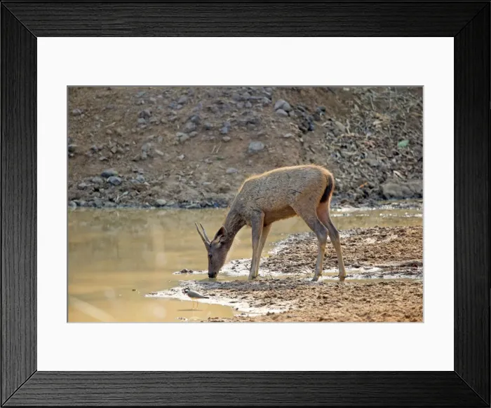 Framed Print : Picture No. 11050815 Framed Print : Picture No. 11050815