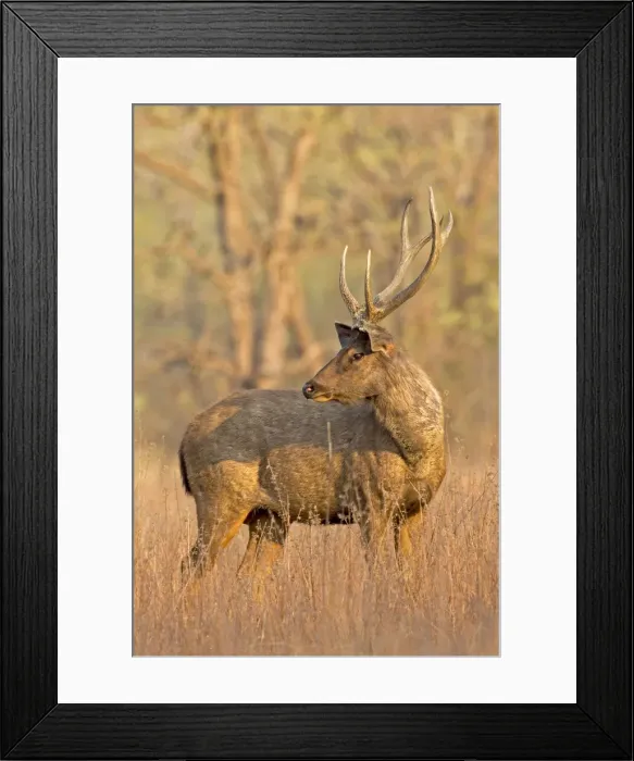 Framed Print : Picture No. 11050816 Framed Print : Picture No. 11050816