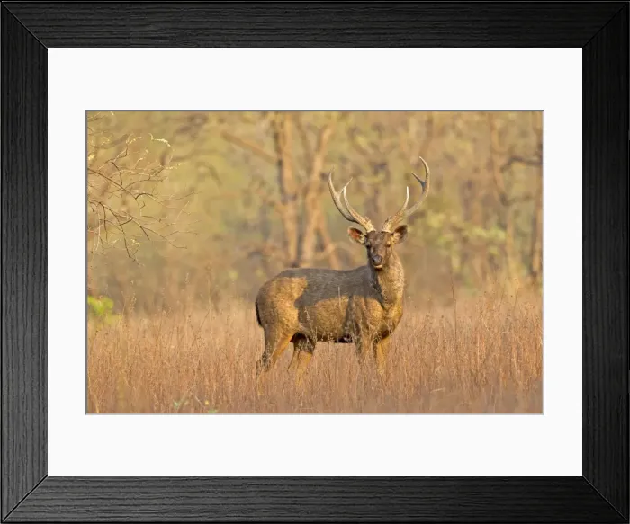 Framed Print : Picture No. 11050817 Framed Print : Picture No. 11050817