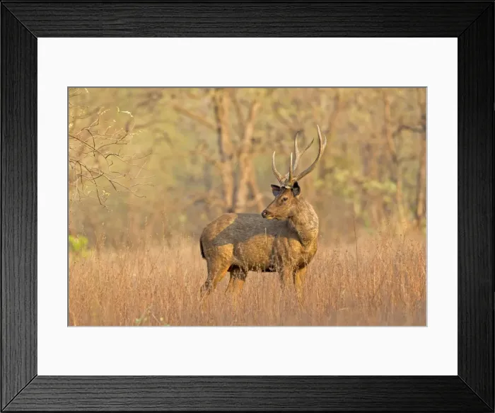 Framed Print : Picture No. 11050818 Framed Print : Picture No. 11050818