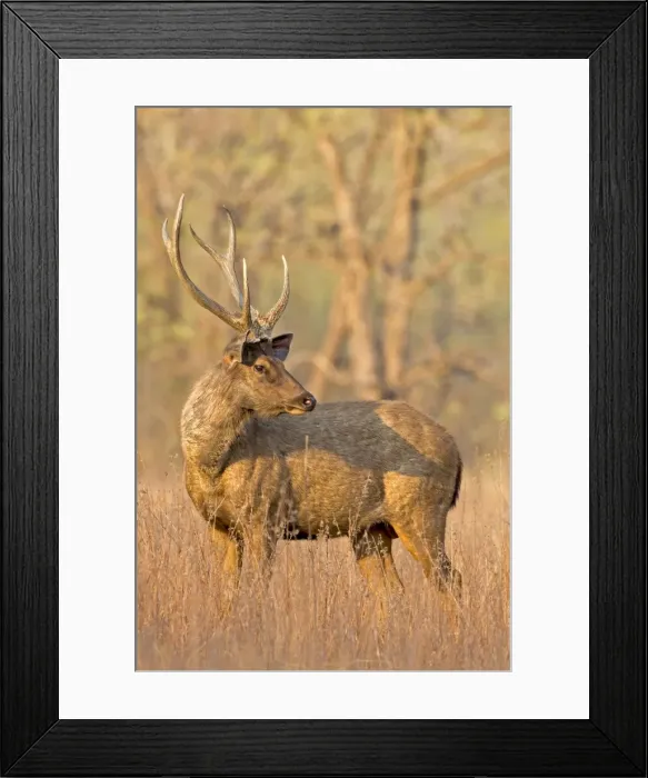 Framed Print : Picture No. 11050819 Framed Print : Picture No. 11050819