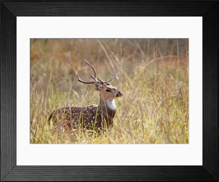 Framed Print : Picture No. 11050820 Framed Print : Picture No. 11050820