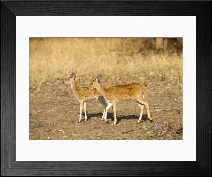 Framed Print : Picture No. 11050821 Framed Print : Picture No. 11050821