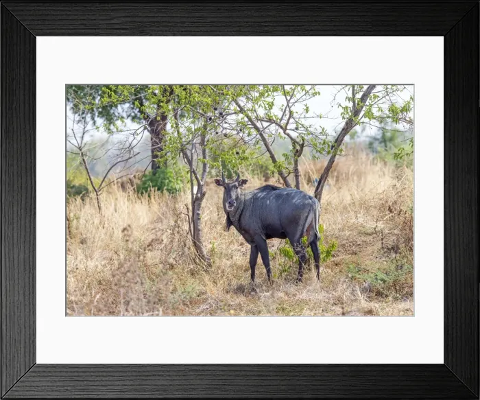 Framed Print : Picture No. 11050824 Framed Print : Picture No. 11050824