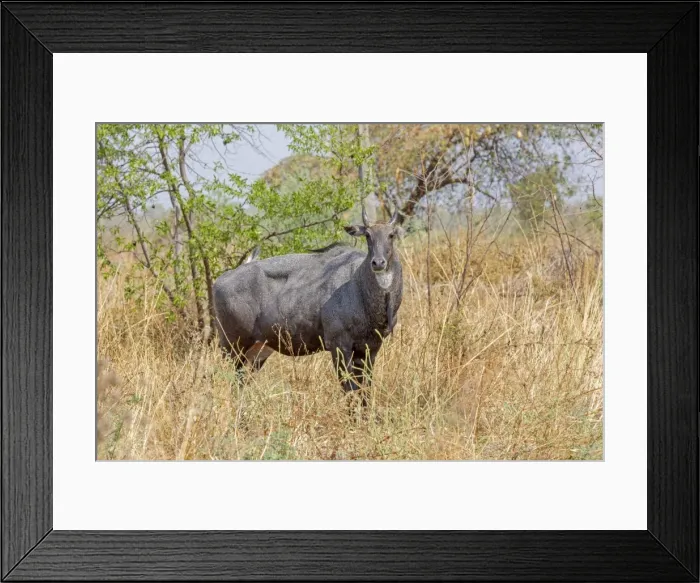 Framed Print : Picture No. 11050825 Framed Print : Picture No. 11050825