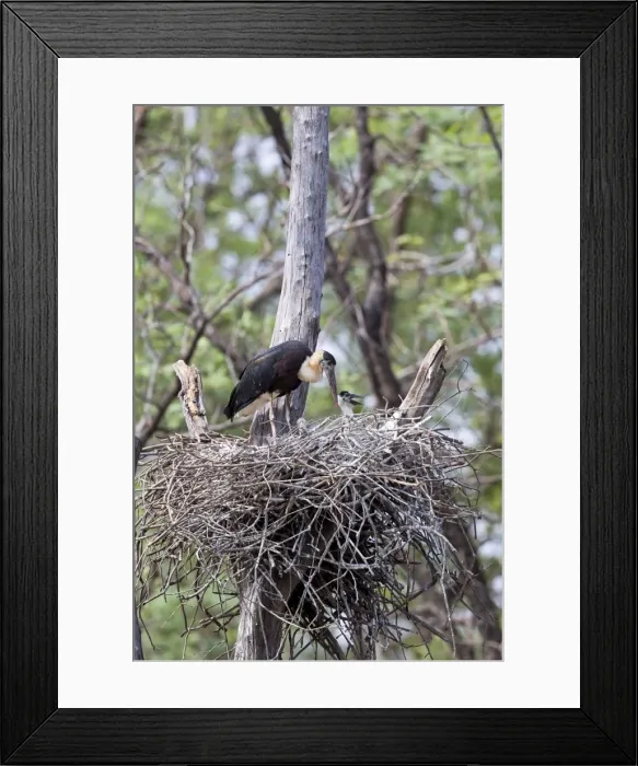 Framed Print : Picture No. 11050827 Framed Print : Picture No. 11050827
