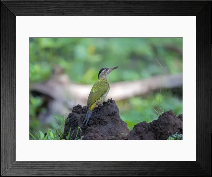 Framed Print : Picture No. 11050828 Framed Print : Picture No. 11050828