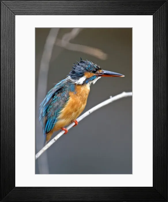 Framed Print : Picture No. 11050829 Framed Print : Picture No. 11050829