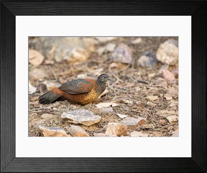 Framed Print : Picture No. 11050830 Framed Print : Picture No. 11050830