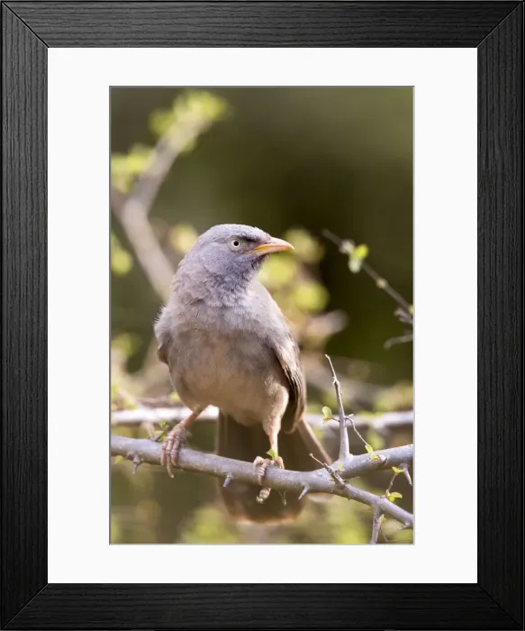 Framed Print : Picture No. 11050831 Framed Print : Picture No. 11050831