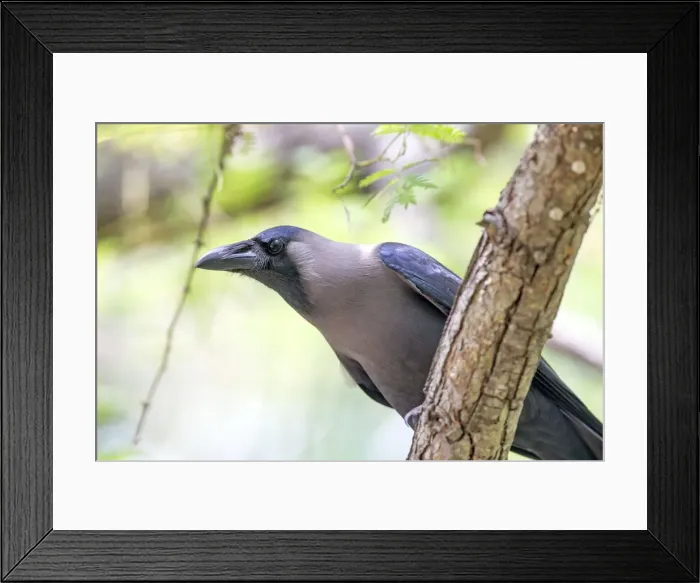 Framed Print : Picture No. 11050832 Framed Print : Picture No. 11050832