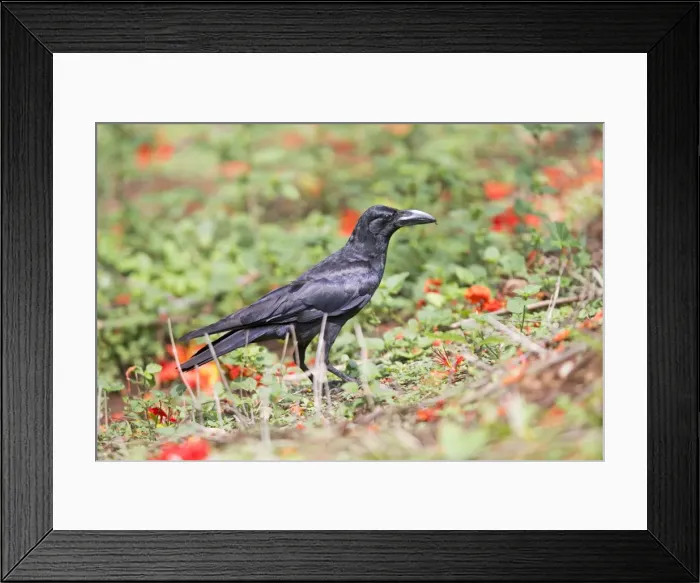 Framed Print : Picture No. 11050833 Framed Print : Picture No. 11050833