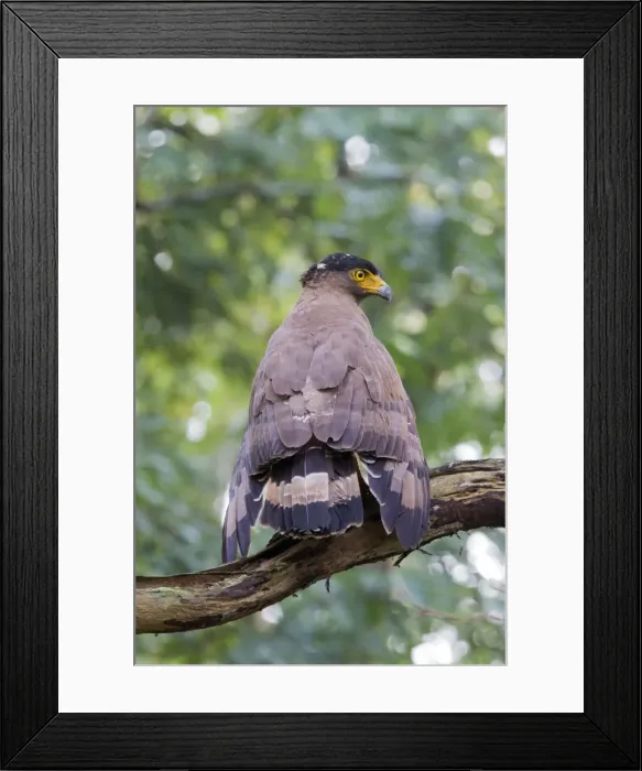 Framed Print : Picture No. 11050834 Framed Print : Picture No. 11050834