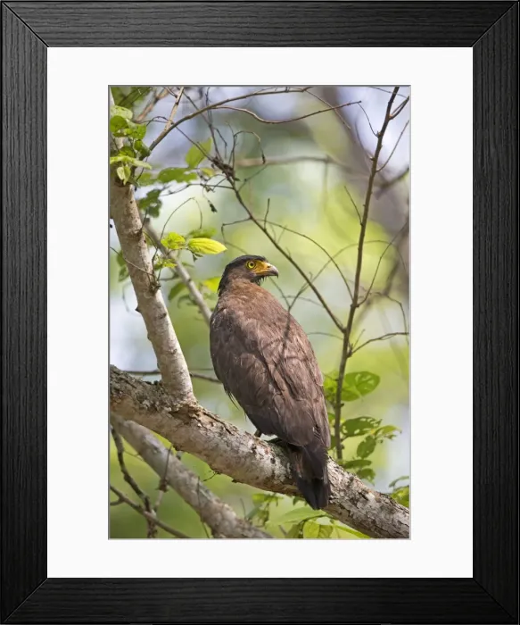 Framed Print : Picture No. 11050835 Framed Print : Picture No. 11050835