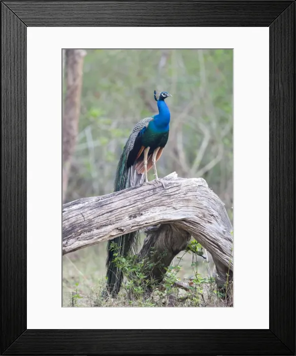 Framed Print : Picture No. 11050836
