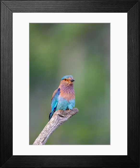 Framed Print : Picture No. 11050837 Framed Print : Picture No. 11050837