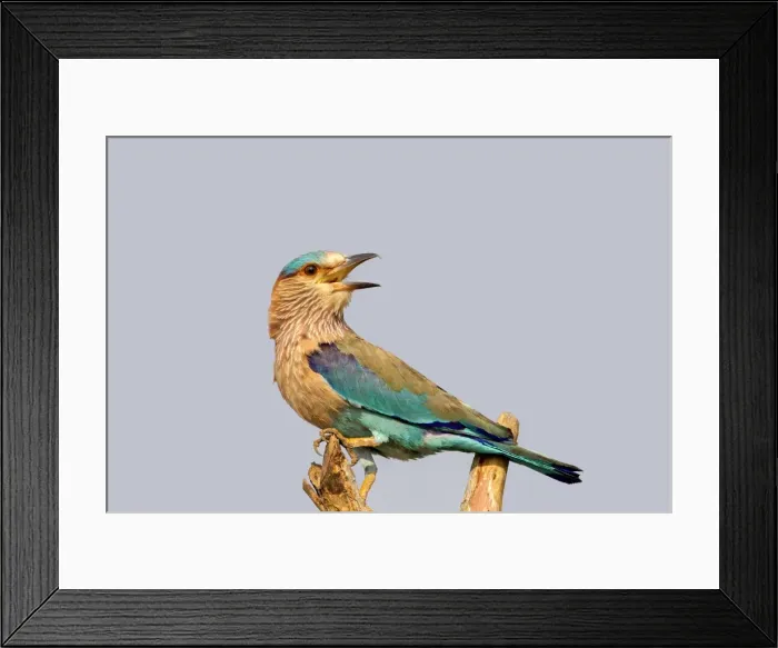 Framed Print : Picture No. 11050838 Framed Print : Picture No. 11050838