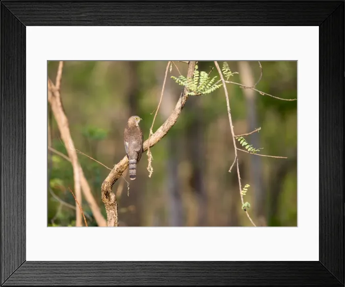 Framed Print : Picture No. 11050839 Framed Print : Picture No. 11050839